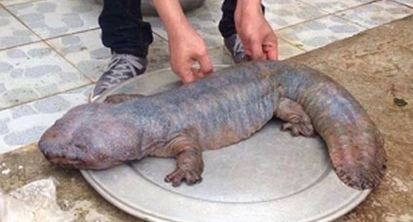 Vietnamis leiti kummaline loom, mis meenutab salamandrit