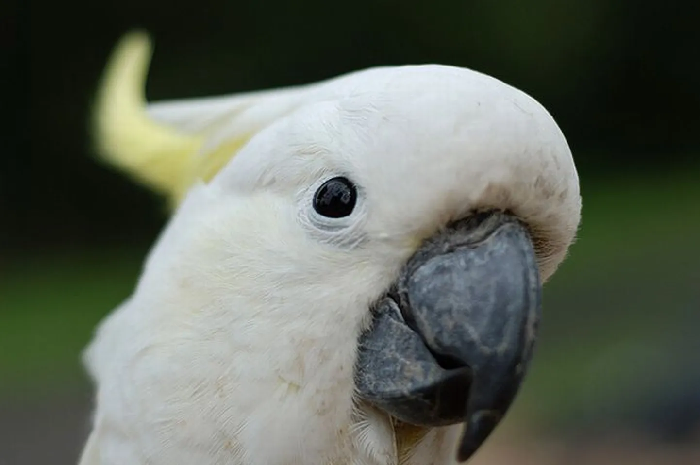 Raksta foto