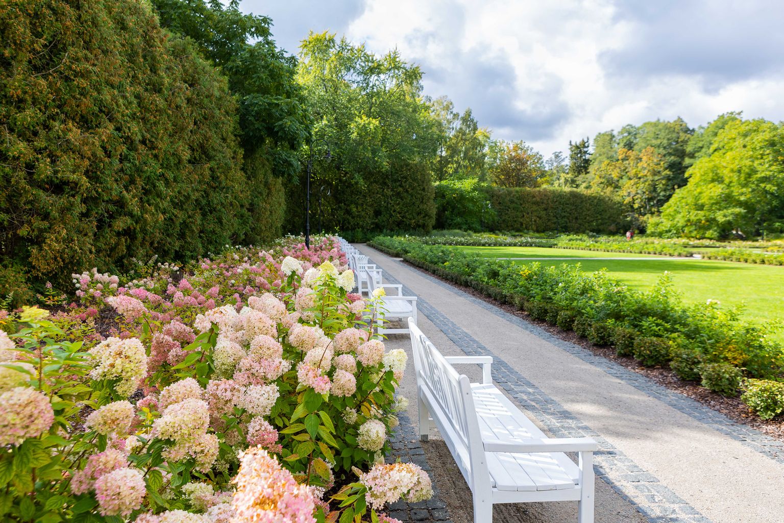 Ķemeru vēsturiskajā parkā zied skarainās hortenzijas.