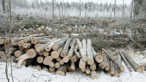 Tartu teadlased: keskkonnaministeerium varjab mittesäästlikku metsaraiet