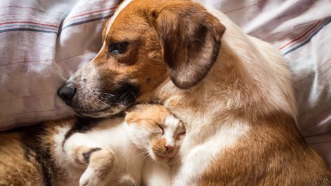 Loe, kuidas võib tervisele mõjuda koera või kassiga samas ruumis magamine