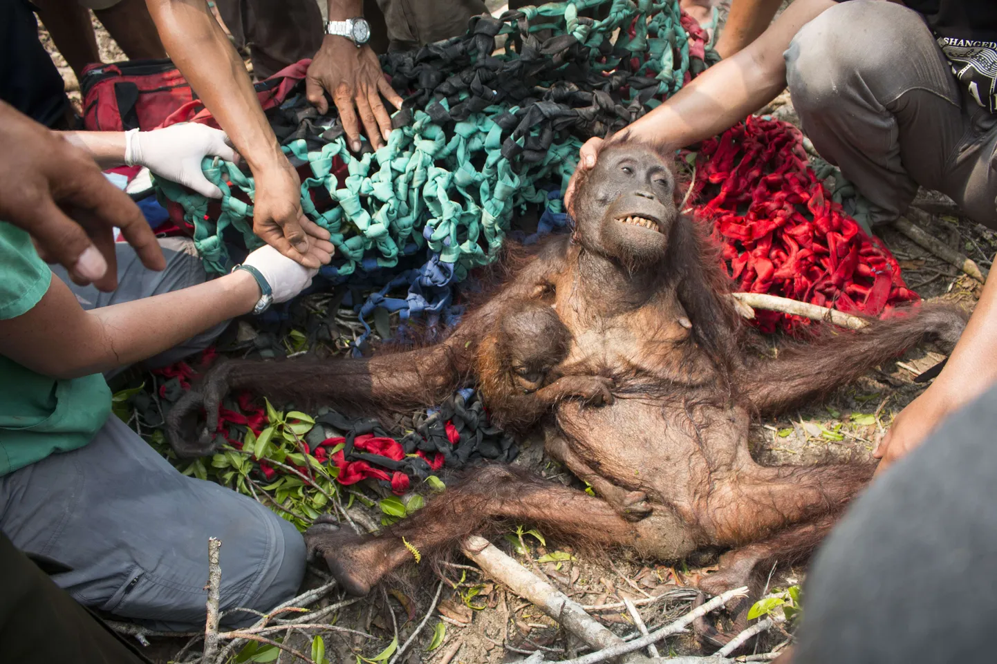 Päästetud orangutangid üksteise külge klammerdumas.