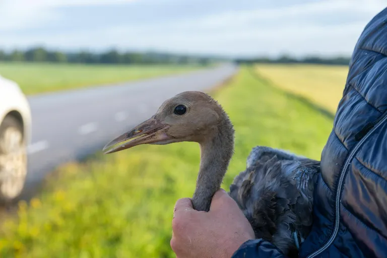 Juuli alguses said kaks Kadrina vallas koorunud sookurepoega GPS-saatja jala külge.