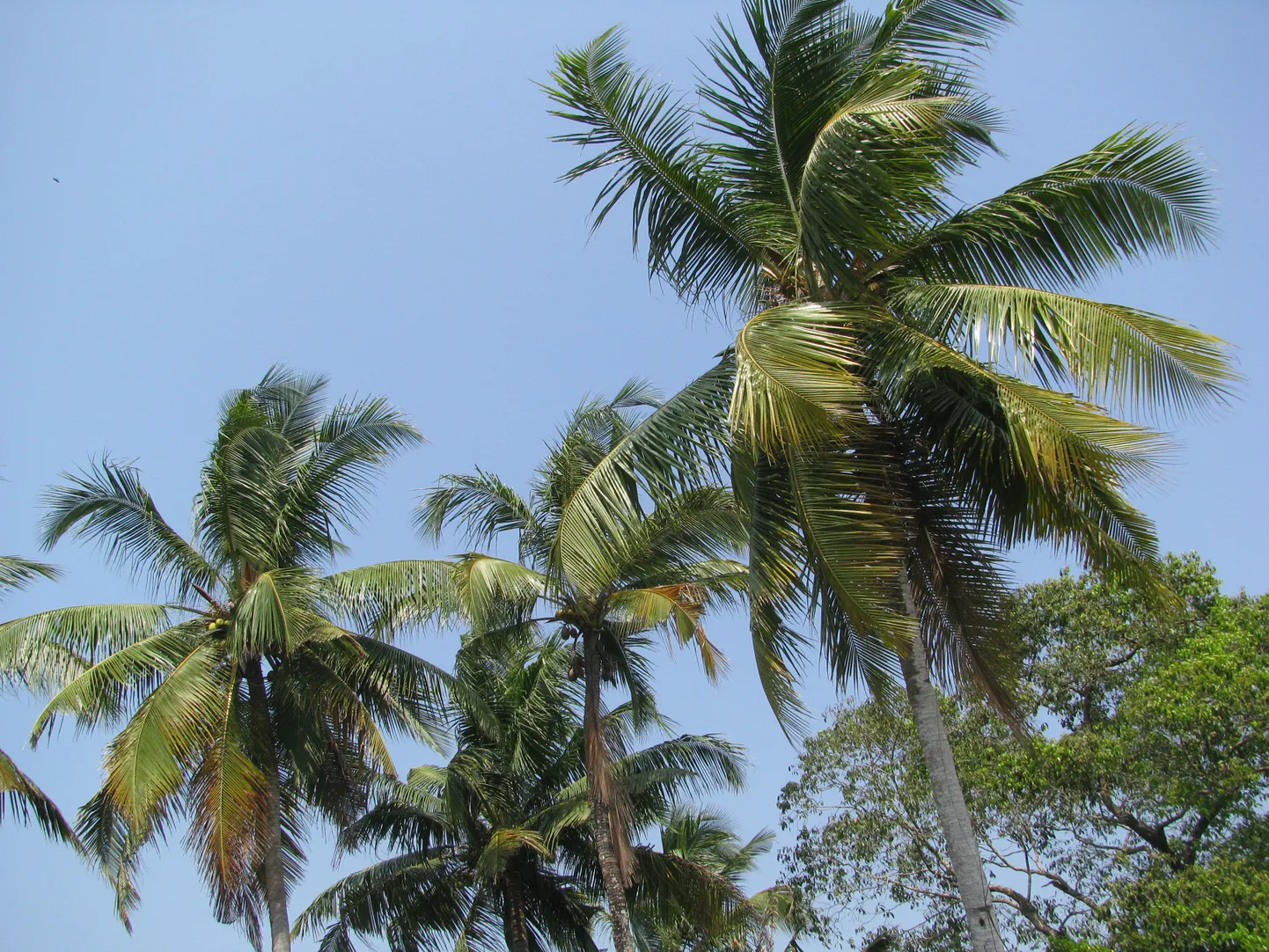 India lõunatipus asuvas Keralas on keskpäeval üle 30 kraadi sooja.
