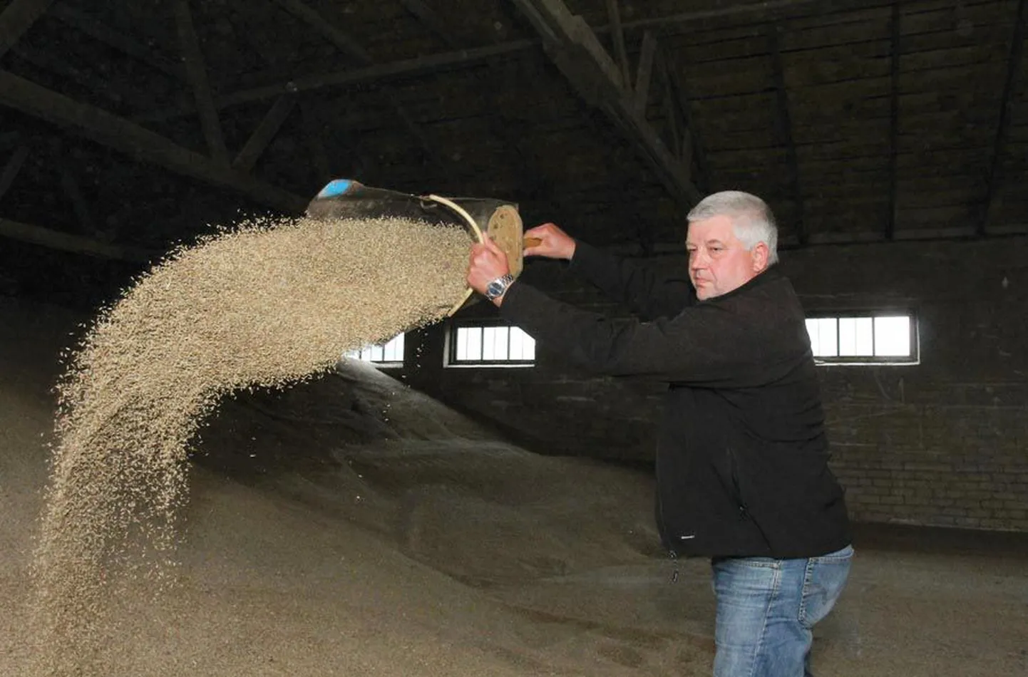 Osaühingus Mangeni PM taimekasvatuse eest vastutav Heiki Aren võib rõõmustada: «Agronomi» nime kandev rukkisort tõi rekordsaagi ning täitis salved kuhjaga. Erakordse saagi «arhitektideks» olid vihmarohke suvi ning Saksamaalt soetatud uudne sort.