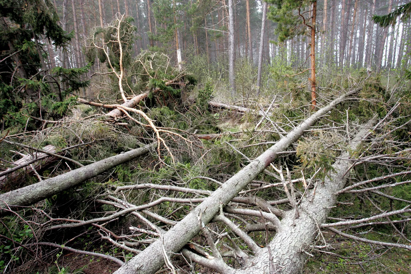 Riigimetsas jääb tuulemurd mädanema, sest selle väljatoomine nõuab paberite korda ajamist.














 


am/FOTO ARVET MÄGI / VIRUMAA TEATAJA