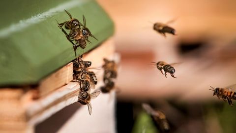 Taudide leviku ennetamiseks kaasneb kohustus mesitarud registreerida