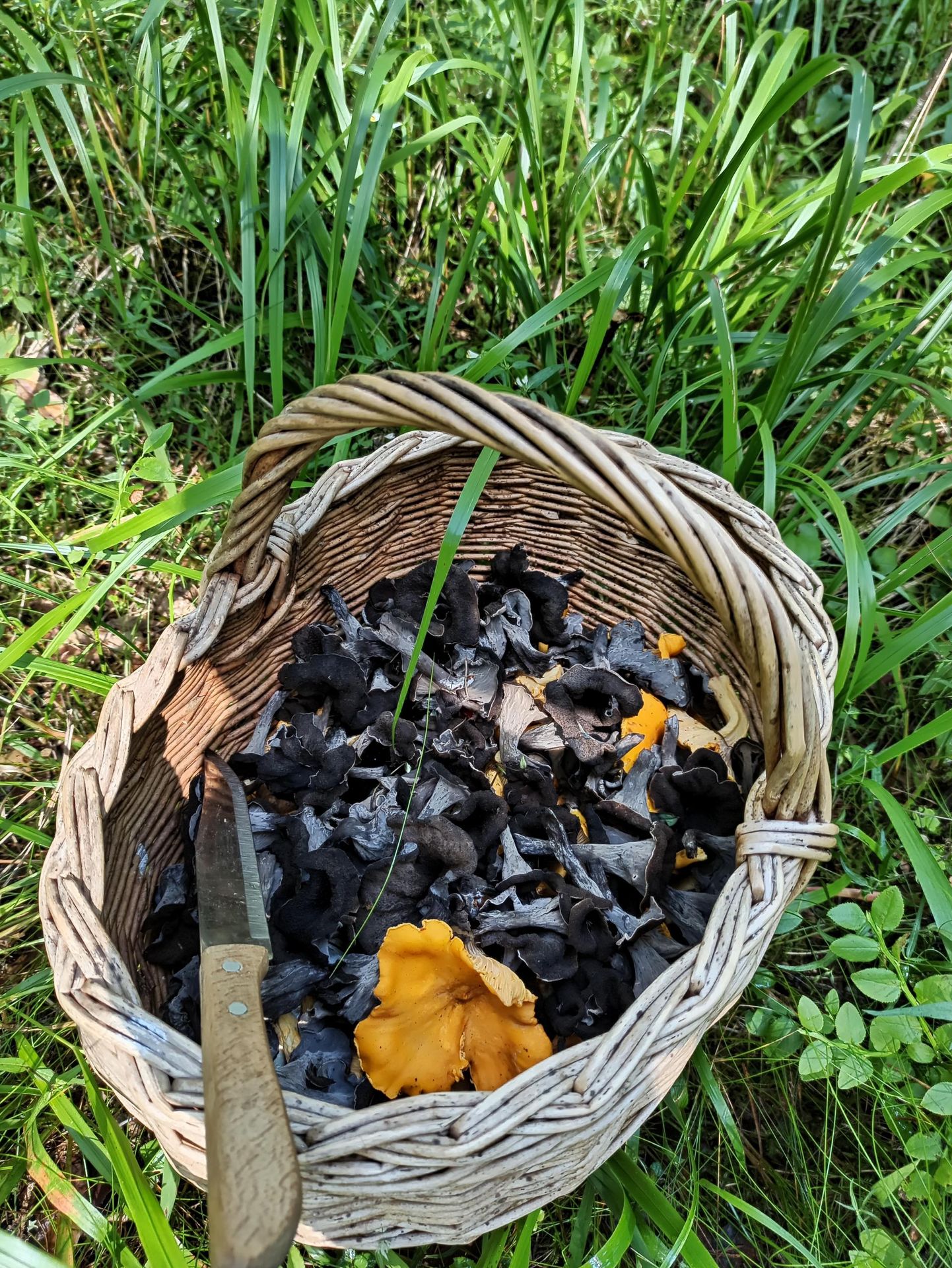 Черный вороночник - ценный съедобный гриб, который ни в чем не уступает лисичкам и везде растет в тех же местах, часто большими группами.