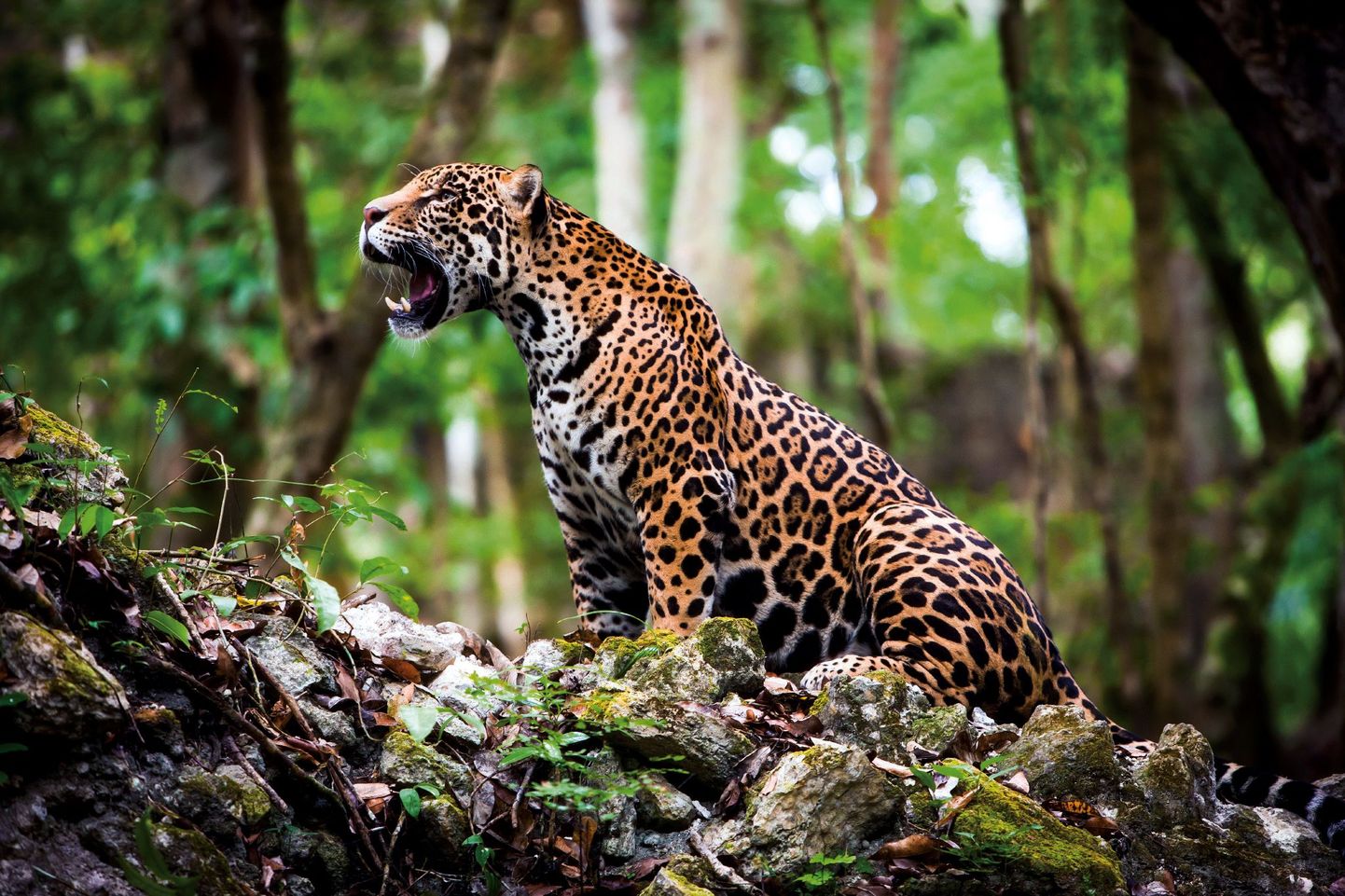 Jaguārs (Panthera onca) - viena no apdraudētajām zīdītāju sugām