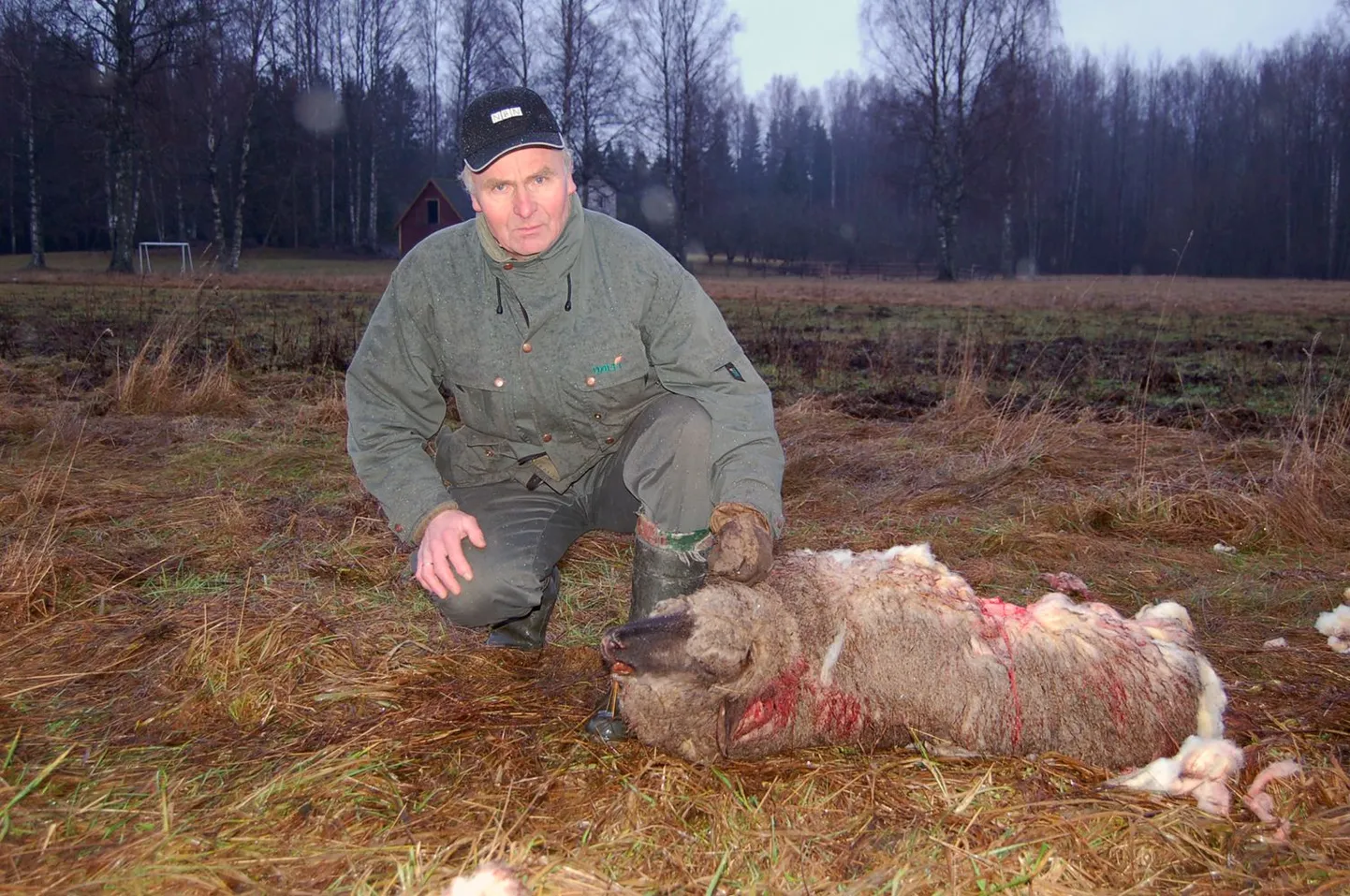 Mati Tooming hunte lammaste murdmises ei süüdista, iga peremees peab ise vaatama, kuidas oma loomi hoida.