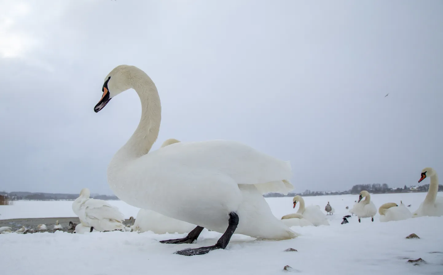 Зимний день. Лебедь на Кенгарагском променаде