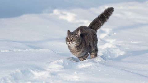 Valsts austrumu daļā gaiss iesils līdz nulle grādiem
