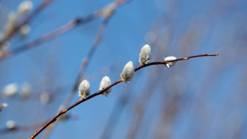 Nädala ilmaprognoos: kevade muutlik pale