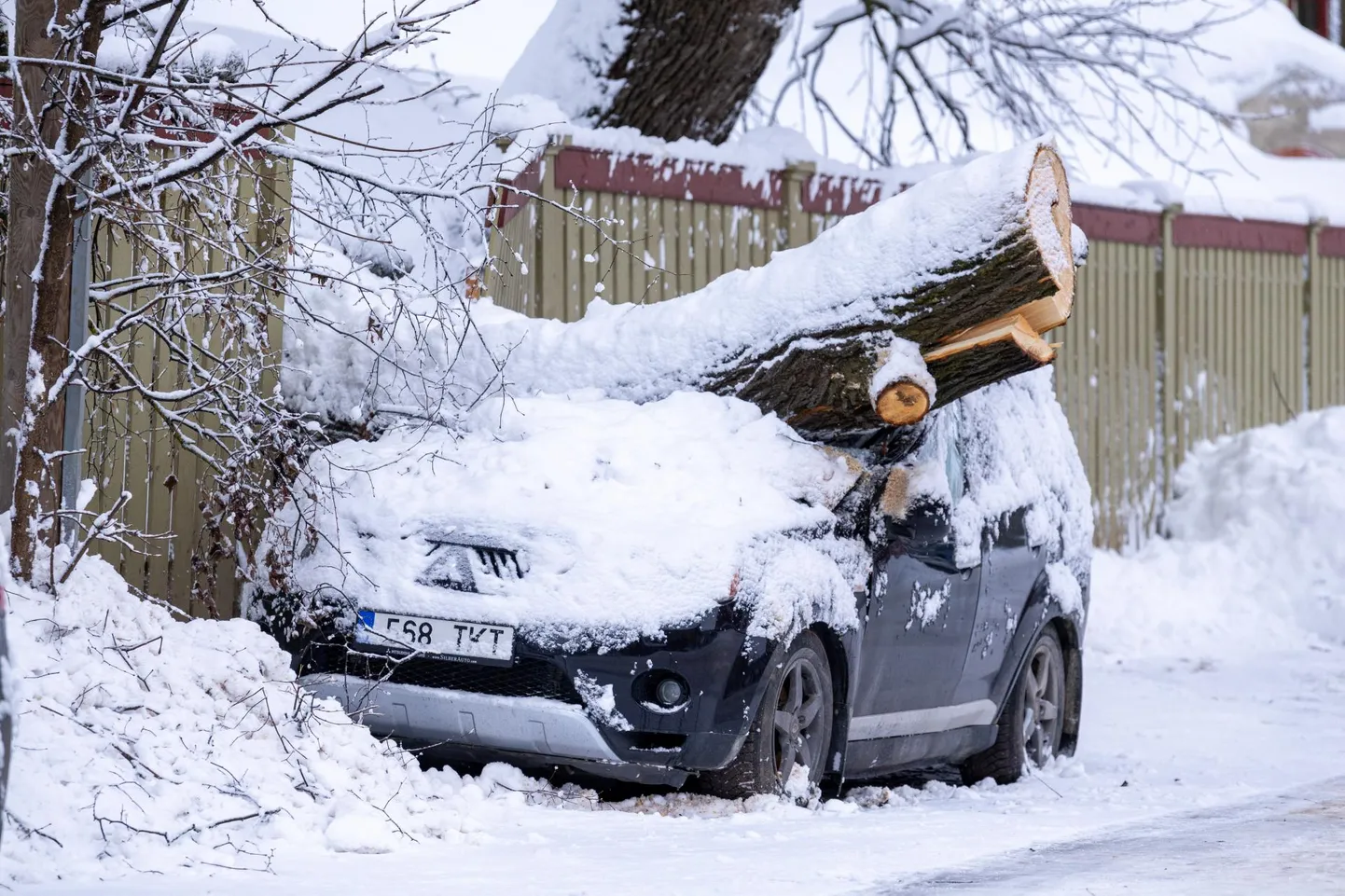 Laulupeomuuseumi aias kasvanud puu kukkus Jaama tänaval seisnud Mitsubishi Outlanderi peale jaanuari keskel pärast suurt lumetormi.