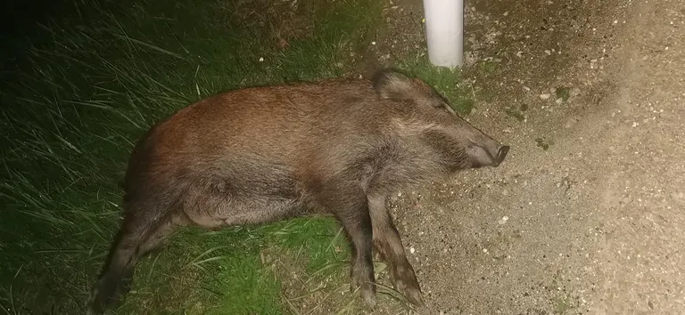 Õnnetu metssiga leidis lõpu maanteel.