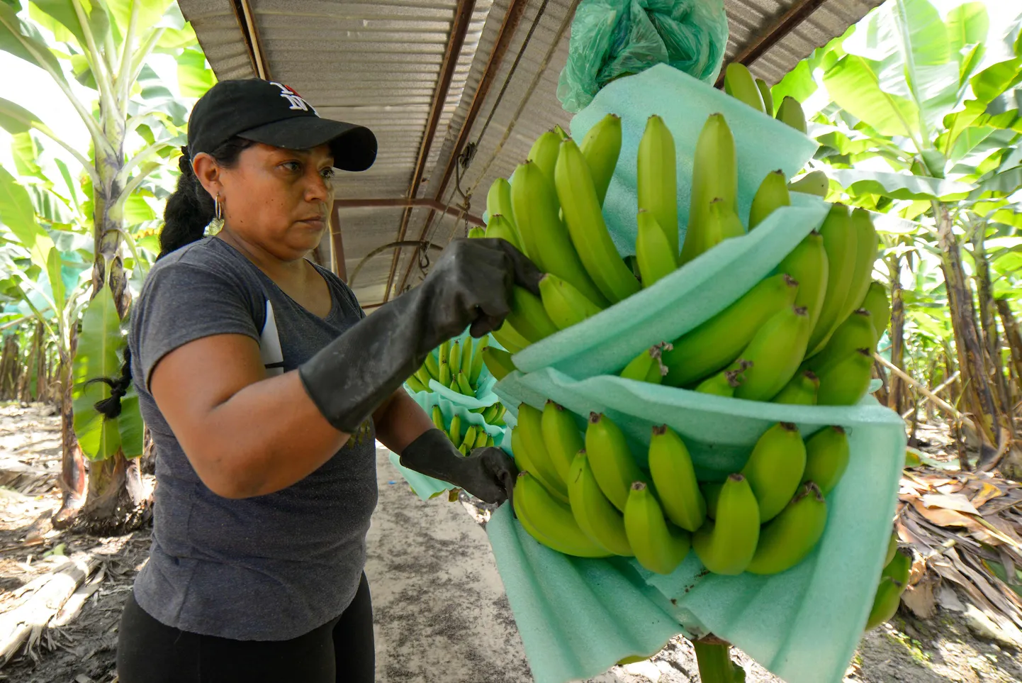 Ecuadori banaaniistandus.