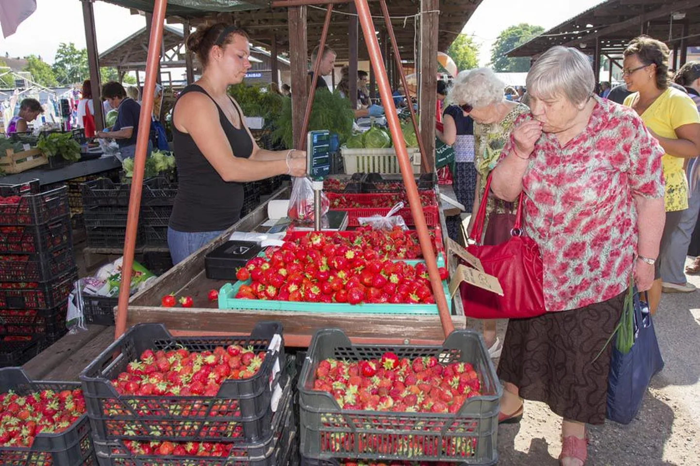 Suurema ja mahlasema maasika eest ollakse valmis maksma rohkem ja iga päev jõuab tänulike viljandlaste suhu mitme tonni jagu maasikaid.
