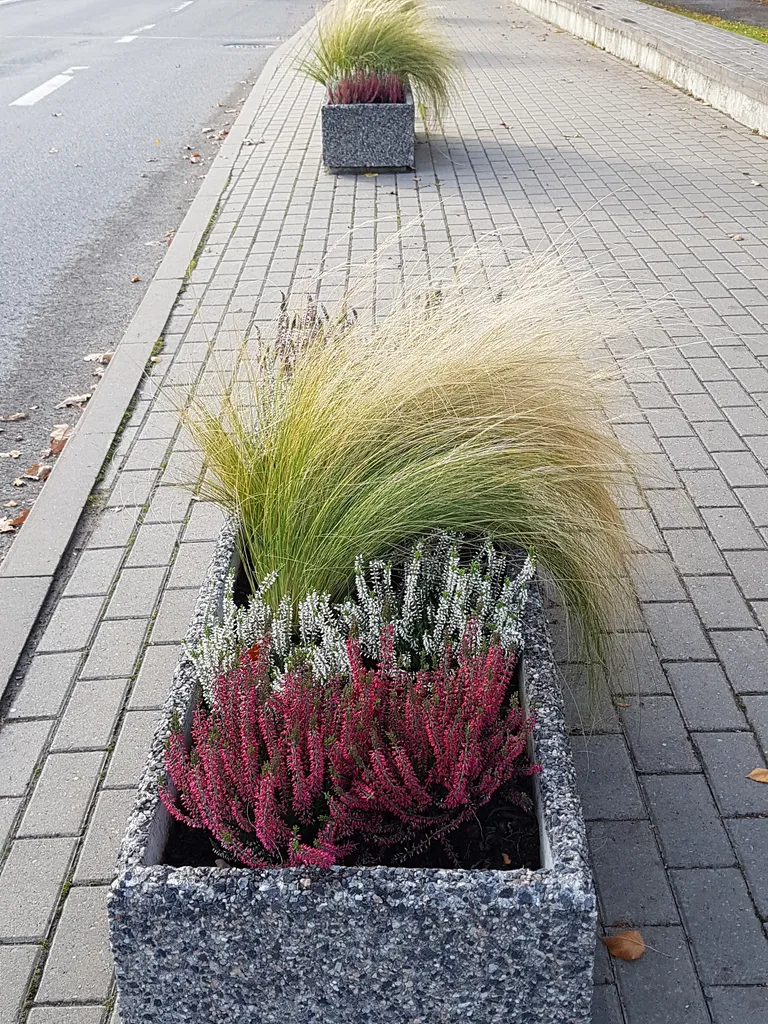Paide sügisene lilleilu.