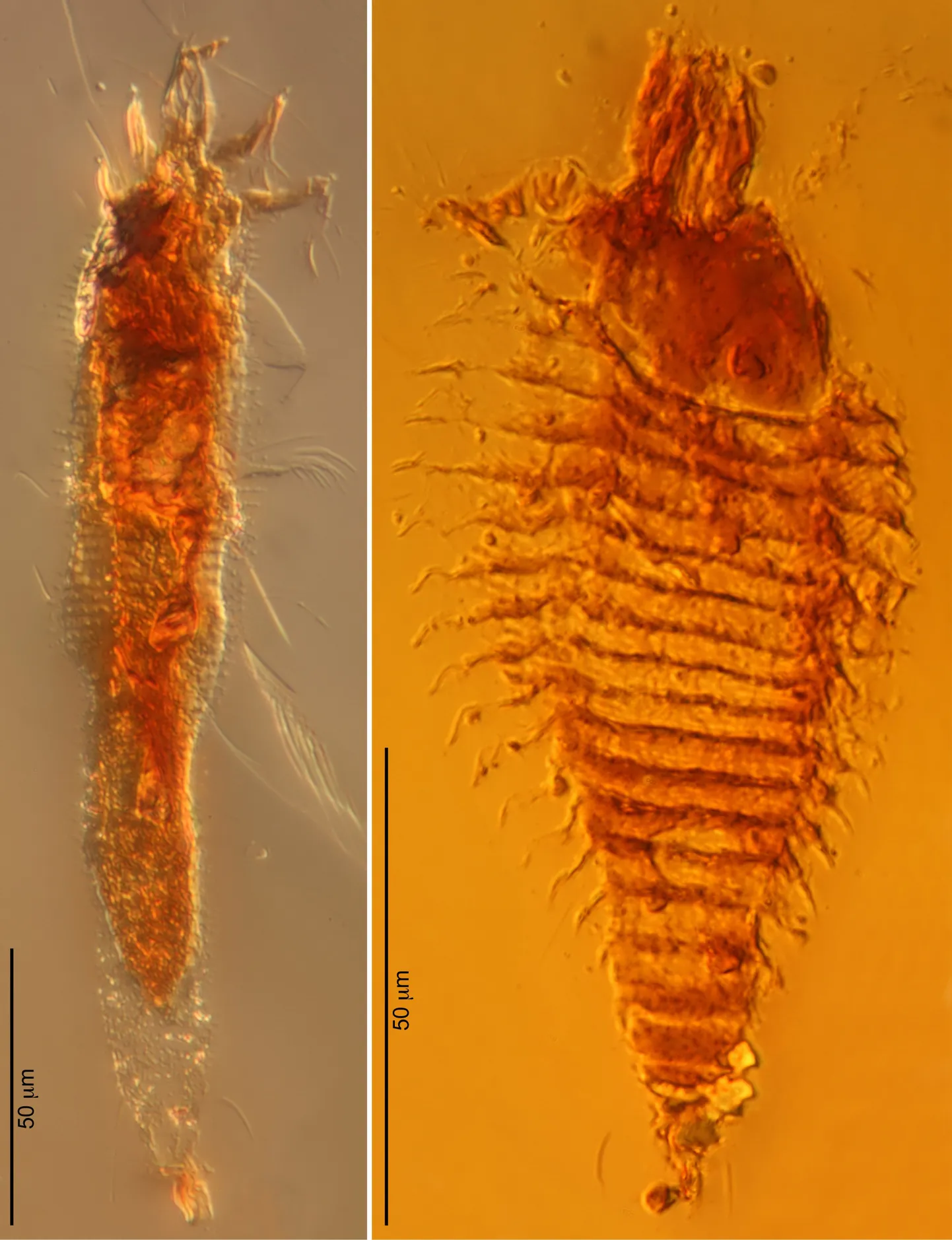 Triasacarus fedelei (vasakul) ja Ampezzoa triassica