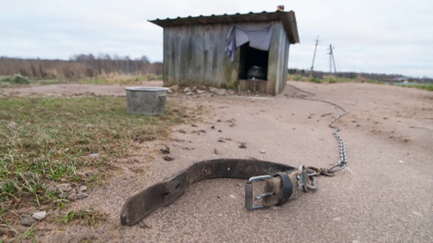 Kui Illuka külas jäi möödunud laupäeva öösel hundi rünnaku ohvriks langenud koer ellu, siis Kurtna külas nii hästi ei läinud.