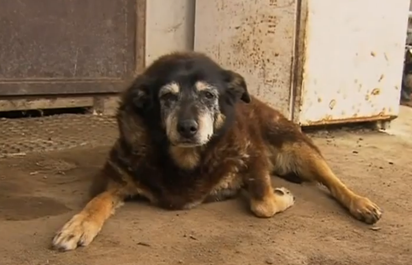 Maggie on väidetavalt maailma vanim koer