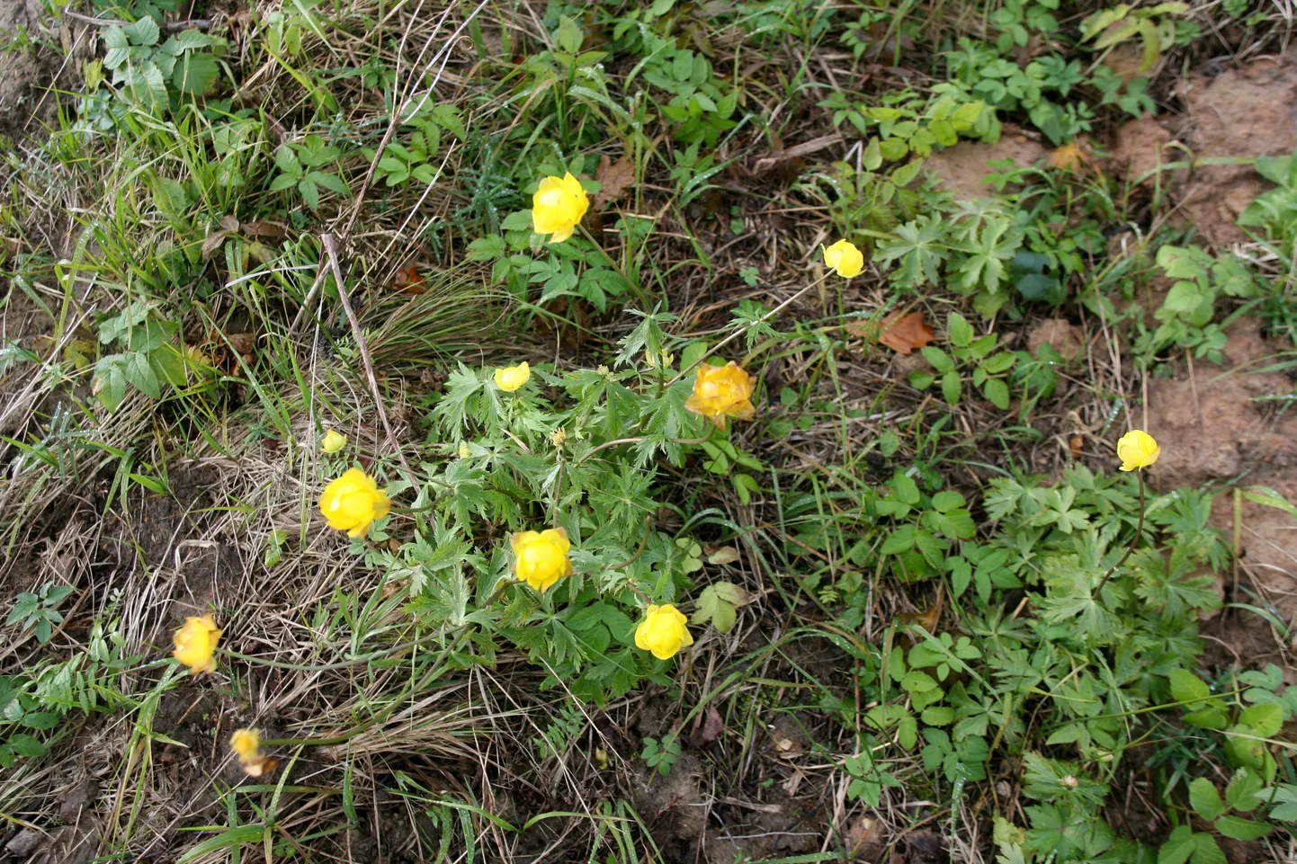 Pildil kullerkupud.