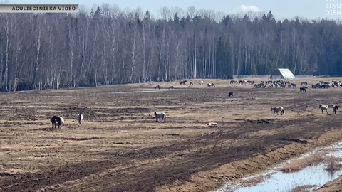 VIDEO ⟩ Dunduru pļavās konstatētas vēl vairākas zirgu mirstīgās atliekas