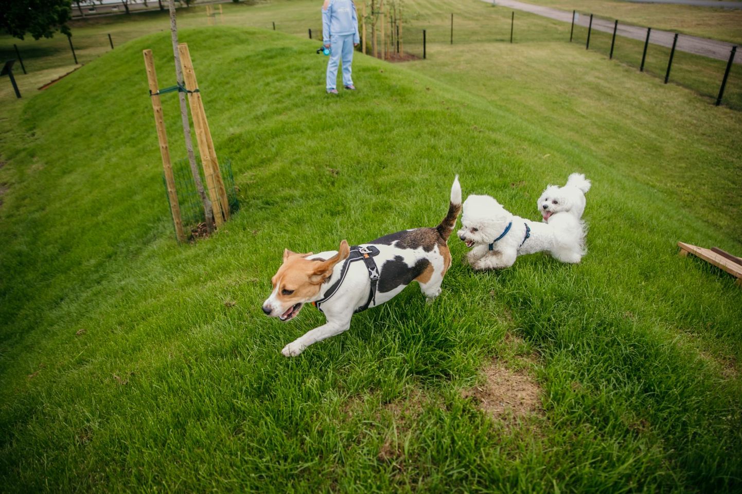 Koerte mänguväljaku avamisele saabus eriilmelisi koeri, kes tõule vaatamata üheskoos lustides spontaanse jooksuvõistluse korraldasid.