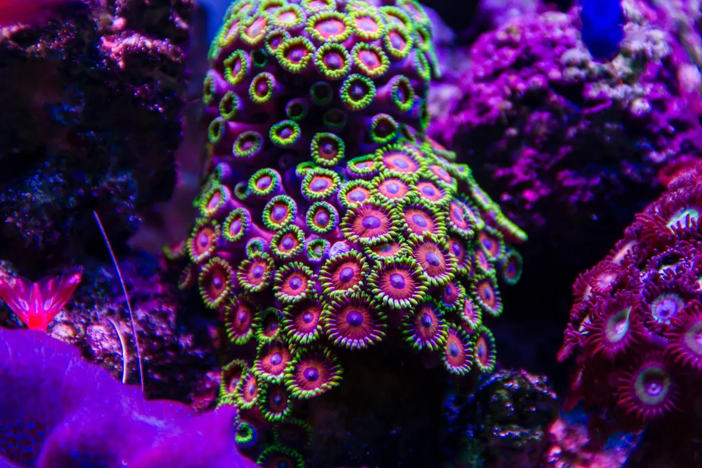 Palythoa-koralli näol tegemist on pehmete polüüpide kolooniaga, mis elavad kivide peal ja on väikese seene kujulised.
