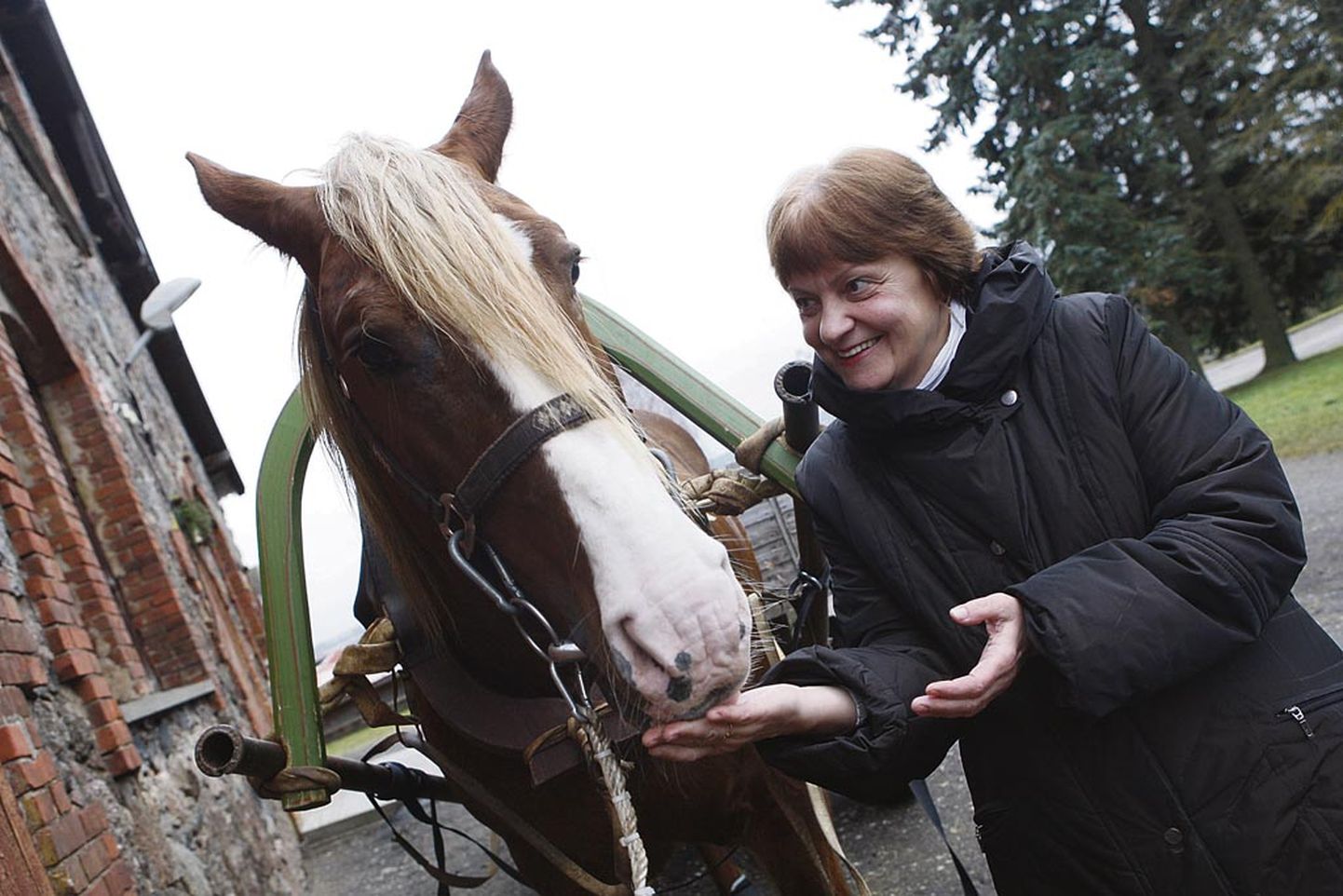 Maaelumuuseumide juhatuse liige Merli Sild leiab, et hobusekasvanduse infopunkti ei saa nimetada Soomaa väravaks.