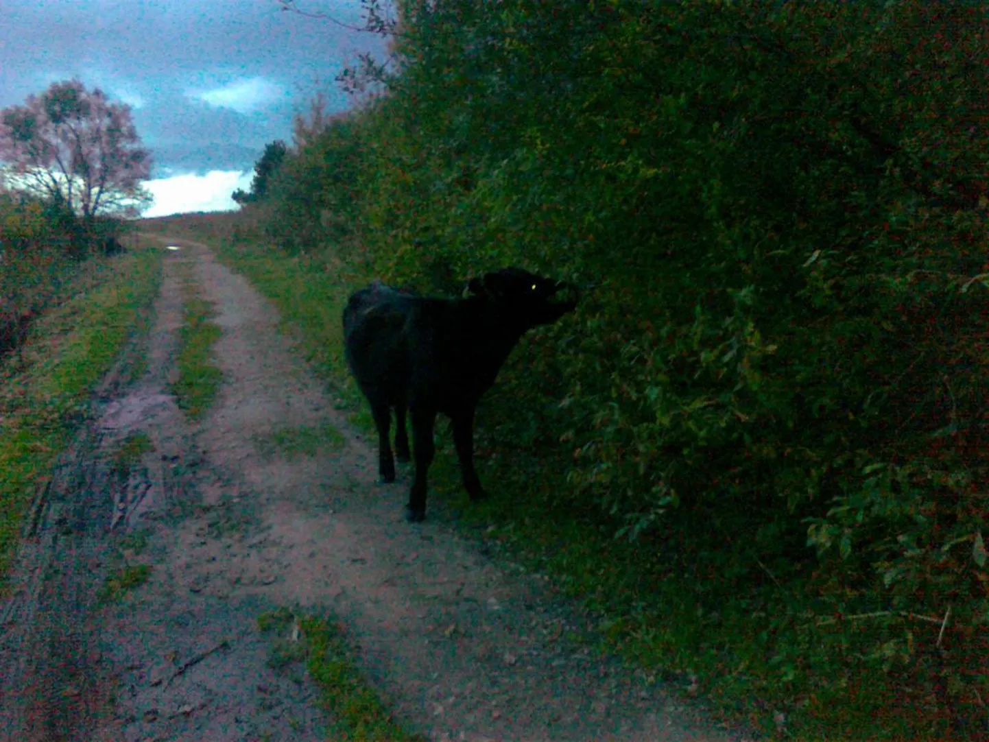 Neli Pärnu rannaniidule toodud šoti mägiveist pääses laupäeva õhtul aedikust välja ja neid võis näha jalutamas randa viiva tee ääres.