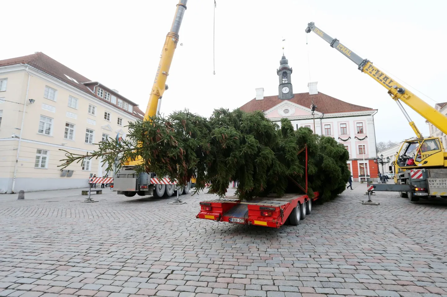 Eelmise aasta Tartu linna jõulupuu toodi Kambja vallast Ivaste külast.