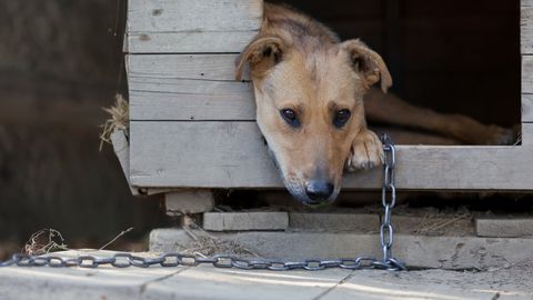 Läti keelab koerte ketis pidamise: mis on seis Eestis?