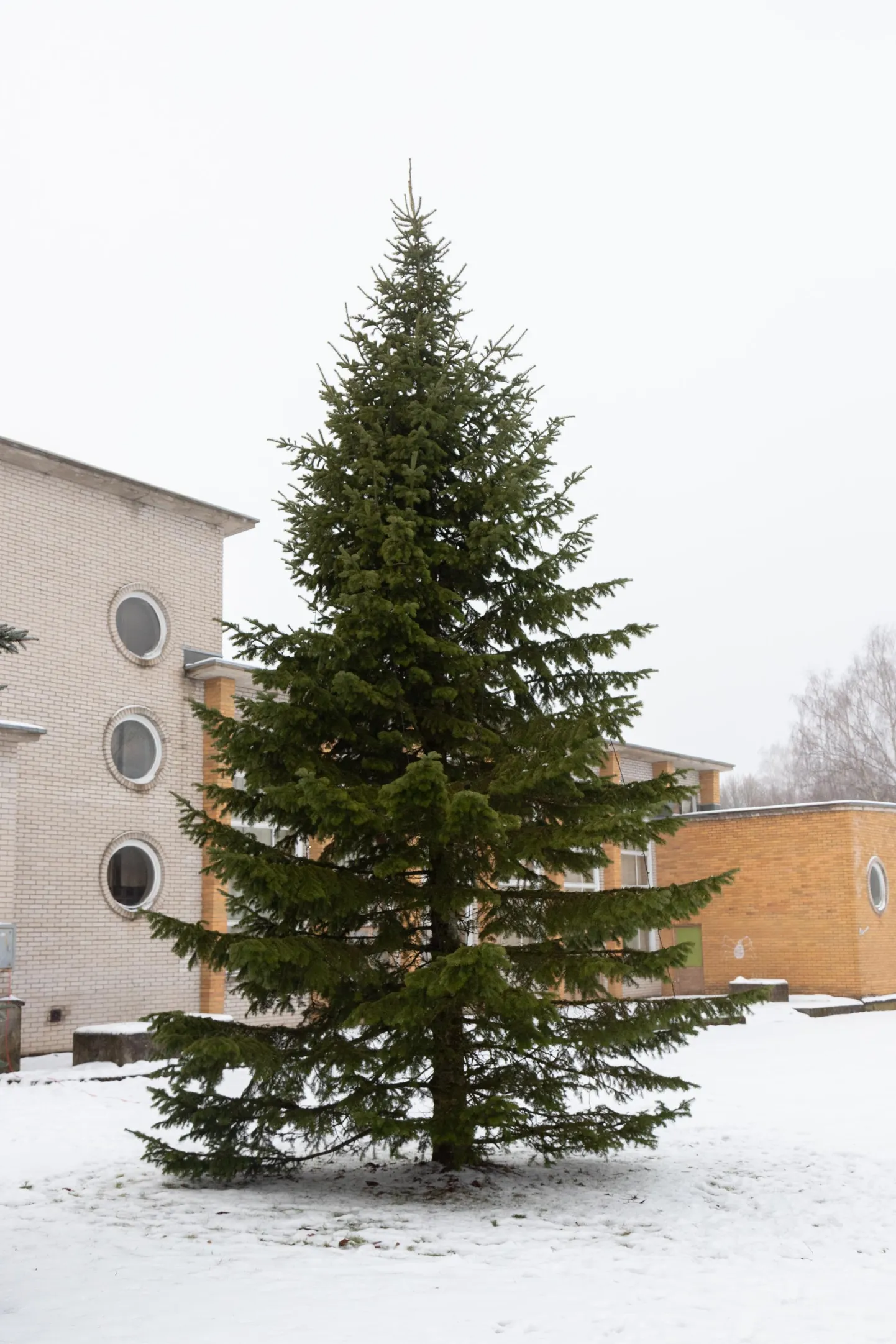 Sürgavere jõulupuul on osa jõulutulesid lõhutud.