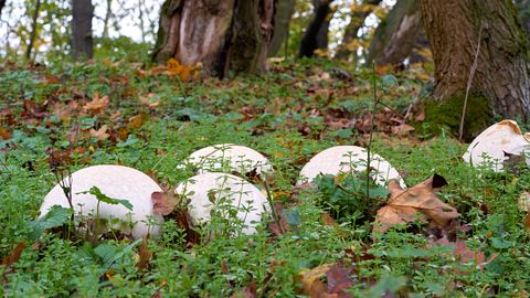 ФОТО ⟩ «Из интереса мы его измерили. Вдруг, новый рекорд Эстонии»: в саду жительницы Харьюмаа вырос гриб диаметром 140 сантиметров