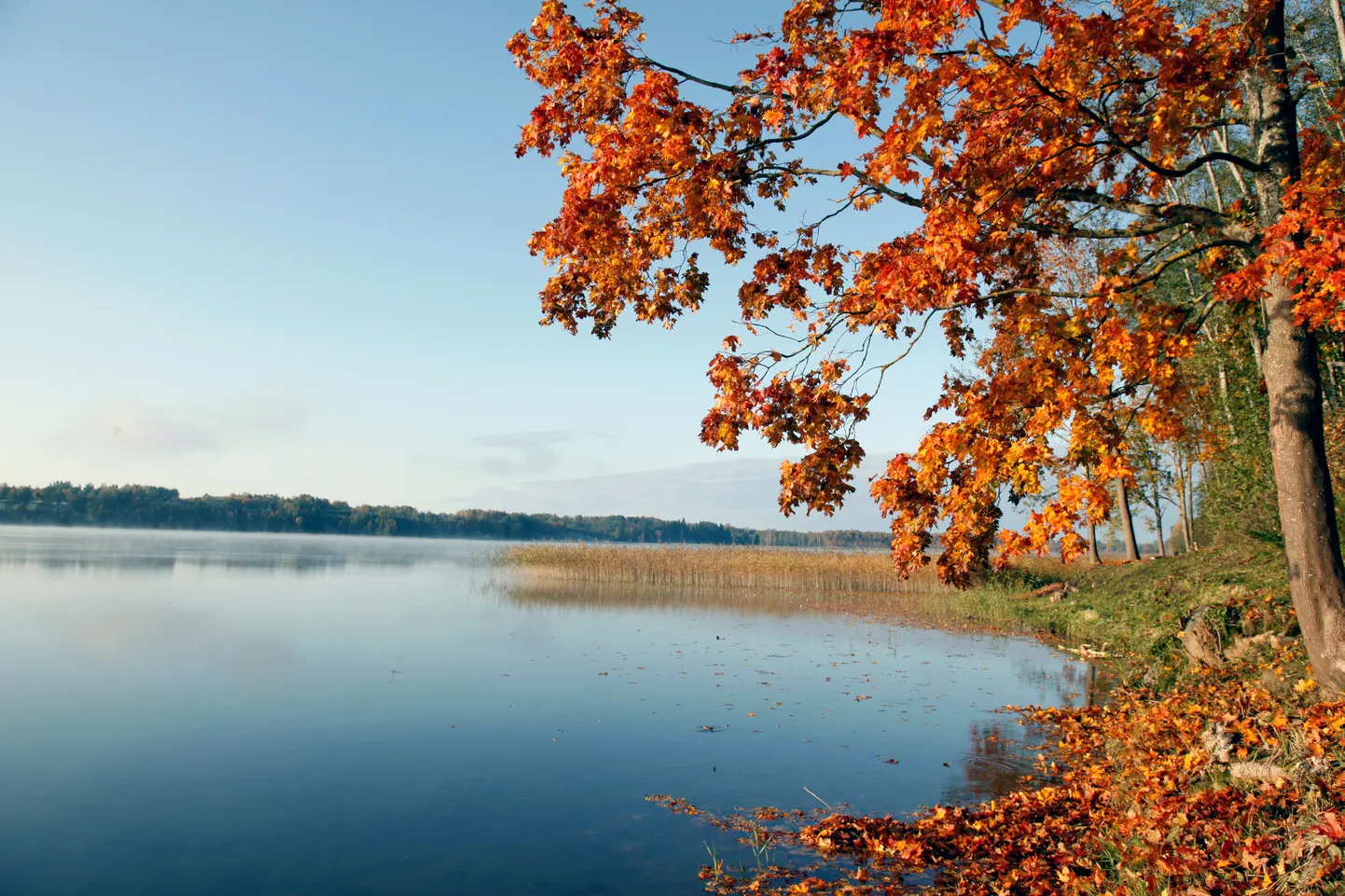Осенний пейзаж в Латвии