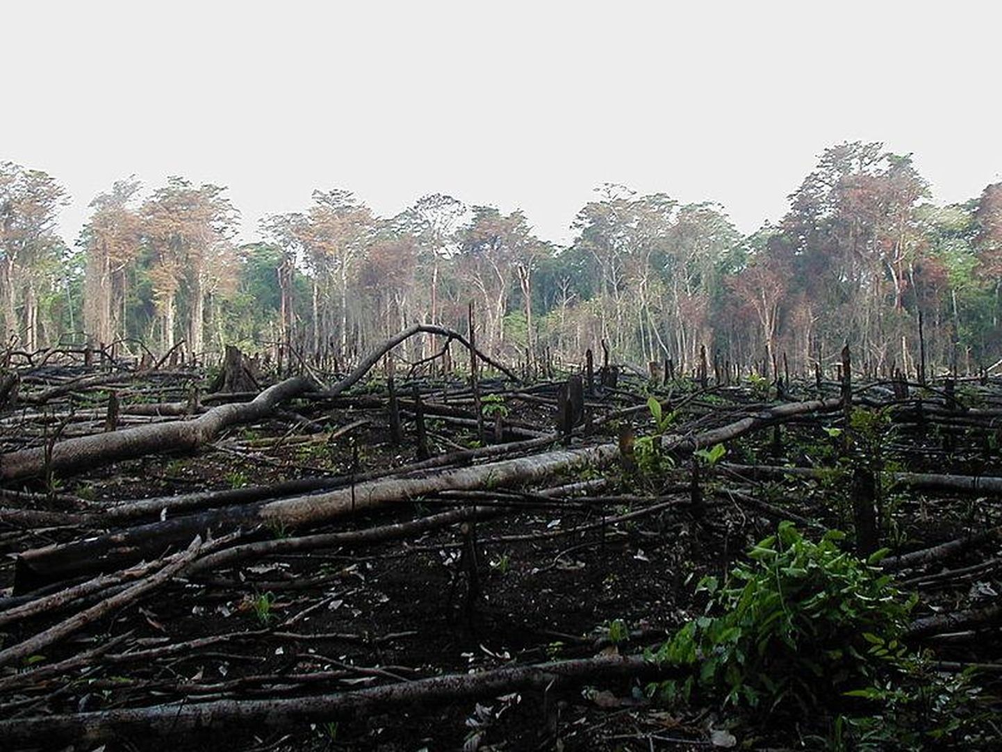 Põllumajandusmaa tarbeks põletatud džungel Mehhikos.