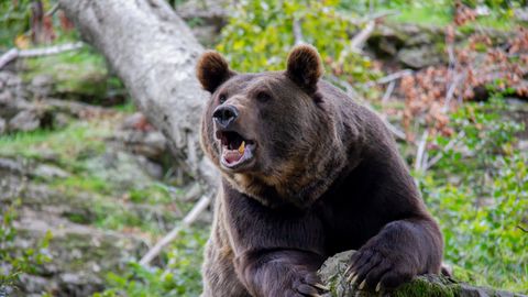 В Польше медведь растерзал женщину