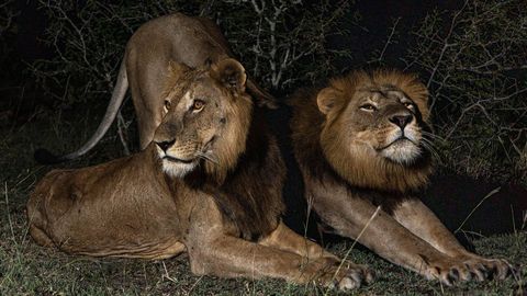 Vaata videot ⟩ Kaks lõvi sooritasid rekordilise 1,5 kilomeetri pikkuse ujumisretke