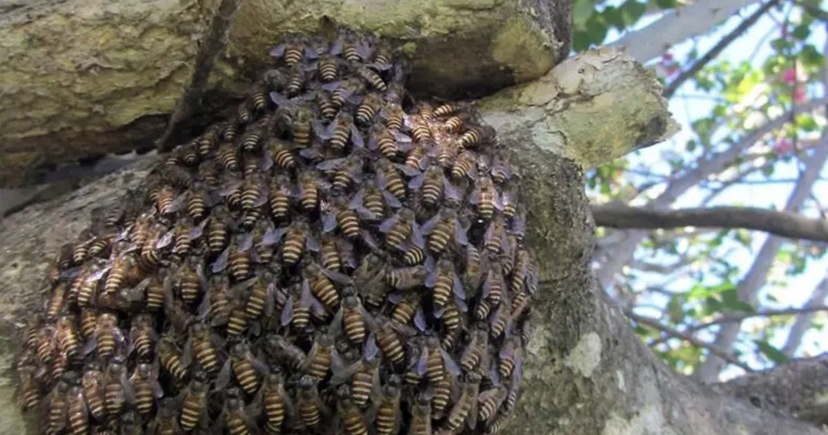 Aasia sisserändajad asustasid Austraalias tohutu maa-ala