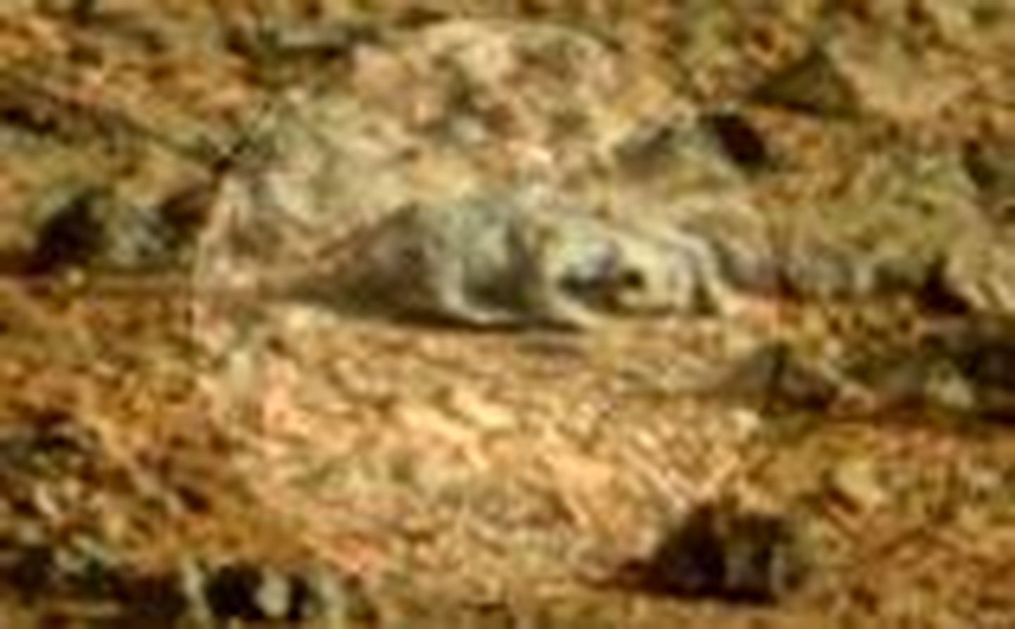 На снимок NASA с Марса попала «инопланетная ящерица».
