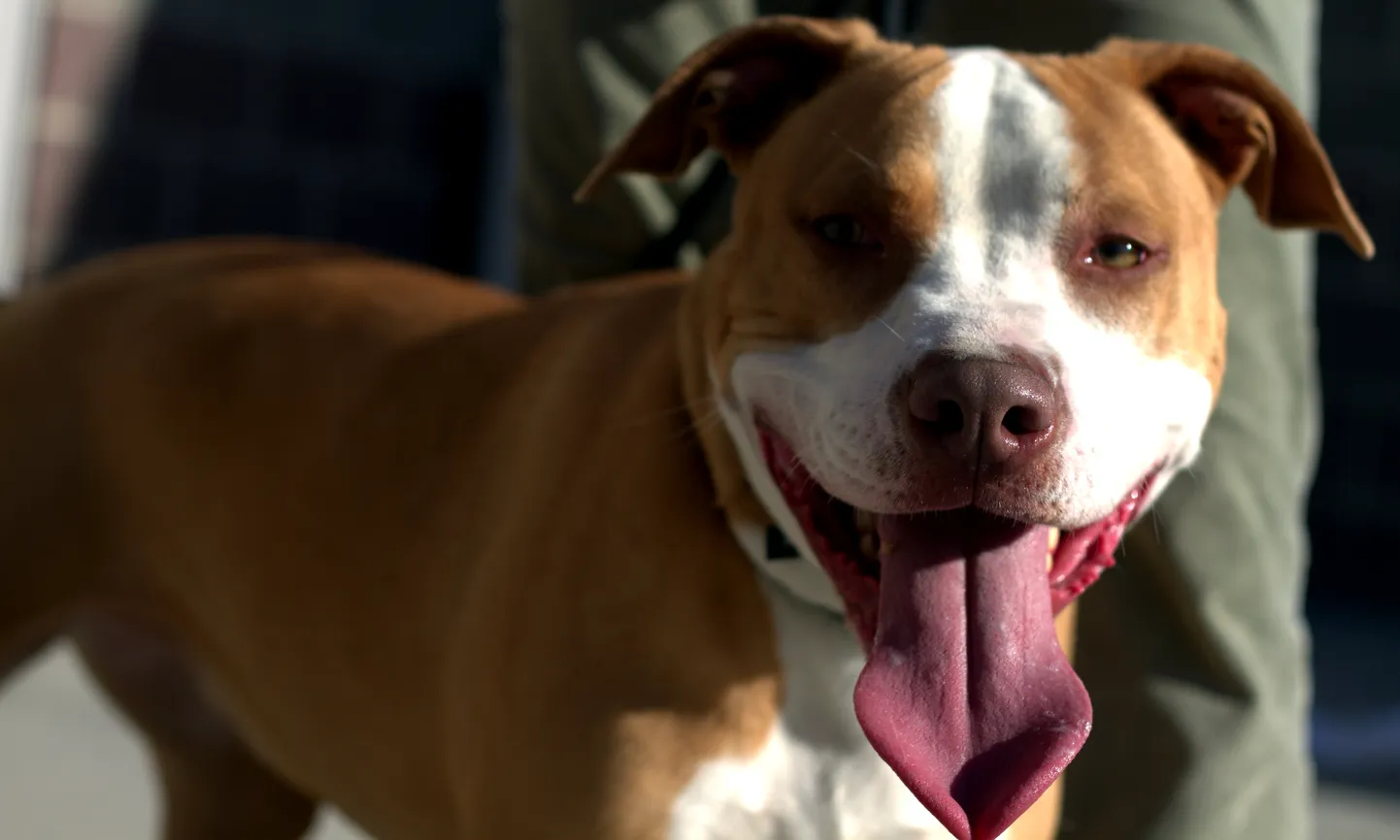 Pitbullterjer, kes pole seotud tulistamisjuhtumiga.