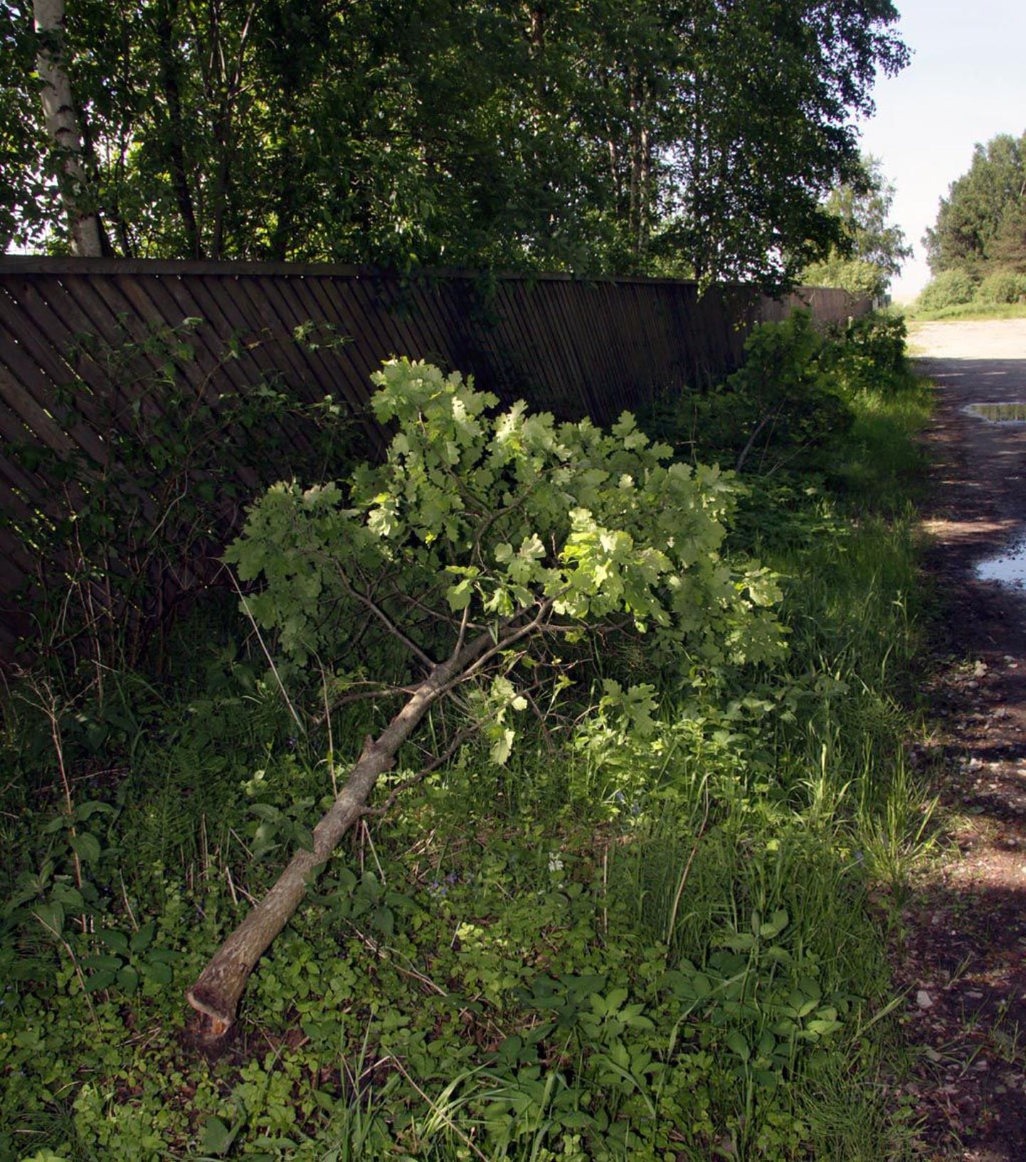 Jala pealt saetud noored tammed Laane tänava pikendusel Tahkuranna valla ja Pärnu linna piiril vedelemas.