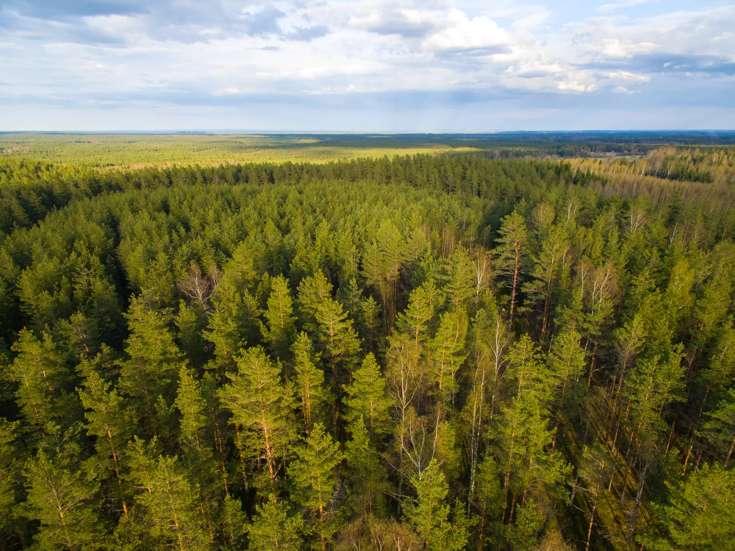 Hargla Essemägi, tuntud ka kui Marjumägi, on piirkonna kõrgeim punkt ning seda kohta kasutas Struve mediaanpunkti mõõtmistel.
Essemäe kõrgus on 127 meetrit merepinnast.
Mets, metsad, droonifotod

Struve-Tenneri triangulatsioon

Foto Arvo Meeks/Valgamaalane