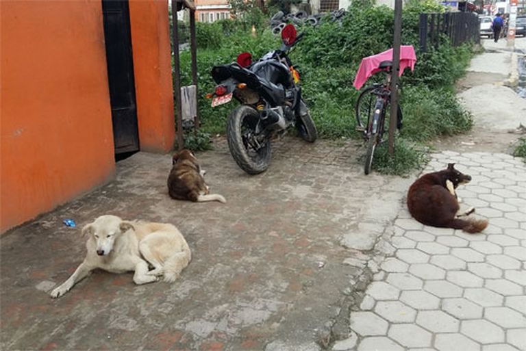 Suņi klīst ielās – neviens par tiem nerūpējas 