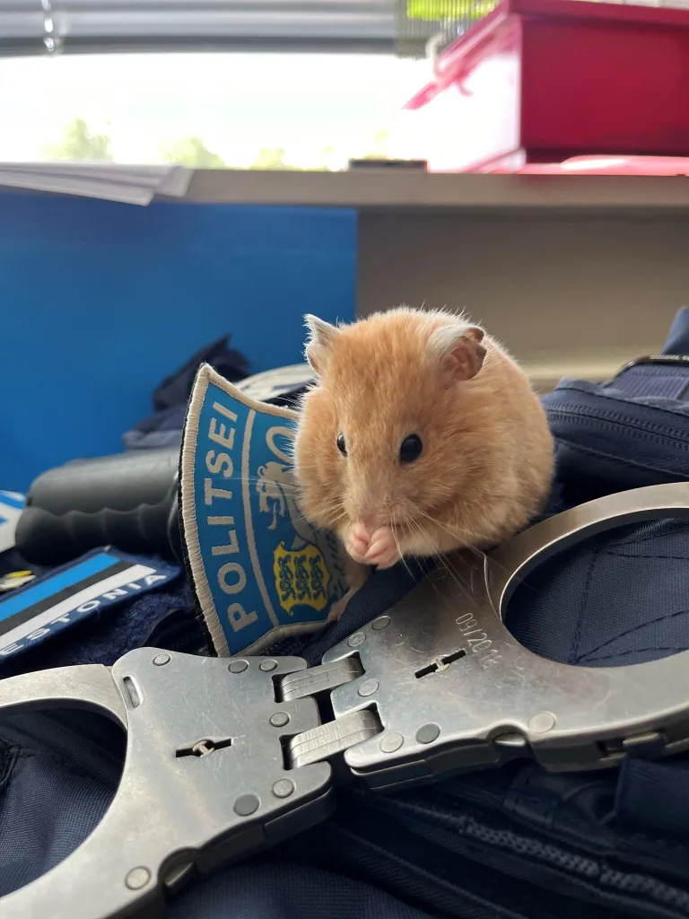 Hamster Vilkur!