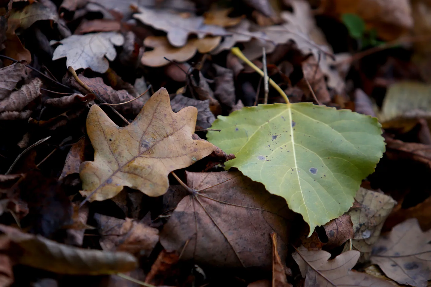Rudens lapas.