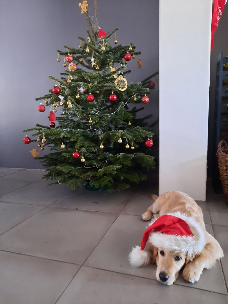 Milo ootab juba väga jõuluvana tulekut.