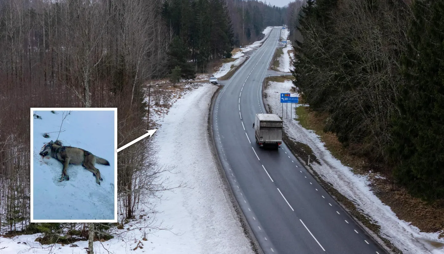 Õnnetus juhtus Imavere-Karksi-Nuia maanteel lauges kurvis. Autolt tugeva löögi saanud loom lendas maantee äärde kraavi.
