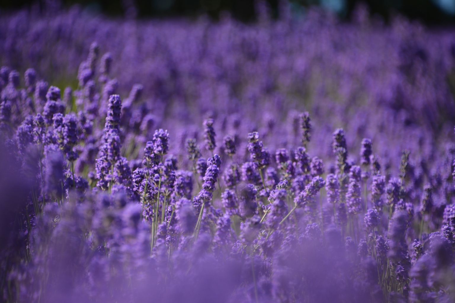 Lõhnataimena tuntud lavendlist saab lavendliõli, lõhnavett ja salvi. Lehti ja õisi kasutatakse ka toitude maitsestamisel. Värsked noored võrsed sobivad rohelistesse salatitesse, suppidesse, praetud kala ja liha juurde. Foto on illustreeriv.